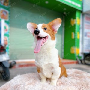 Corgi Trắng Vàng