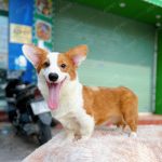 Corgi Trắng Vàng