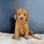 Poodle Toy Nâu Đỏ