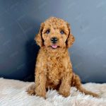 Poodle Toy Nâu Đỏ