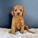 Poodle Toy Nâu Đỏ