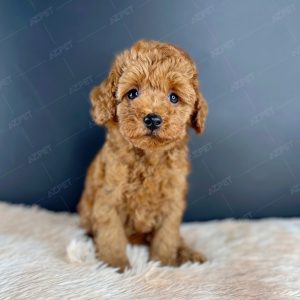 Poodle Toy Nâu Đỏ