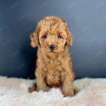 Poodle Toy Nâu Đỏ