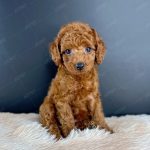 Poodle Toy Nâu Đỏ