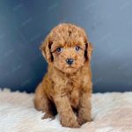 Poodle Toy Nâu Đỏ