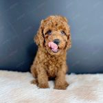 Poodle Toy Nâu Đỏ