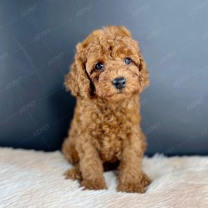 Poodle Toy Nâu Đỏ