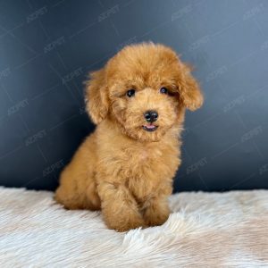 Poodle Toy Nâu Đỏ