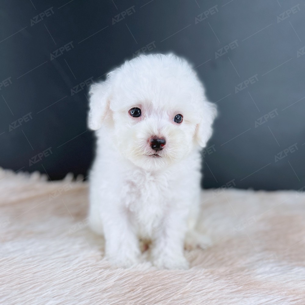 Poodle Toy Trắng