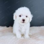 Poodle Toy Trắng