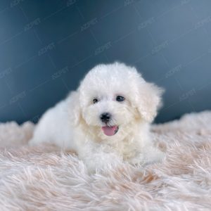 Poodle Toy Trắng