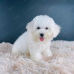 Poodle Toy Trắng