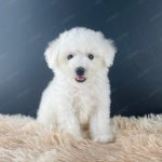 Poodle Toy Trắng