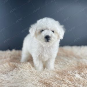 Poodle Toy Trắng