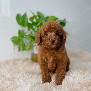 Poodle Toy Nâu Đỏ