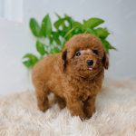 Poodle Toy Nâu Đỏ