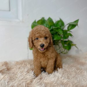 Poodle Toy Nâu Đỏ