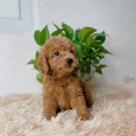Poodle Toy Nâu Đỏ