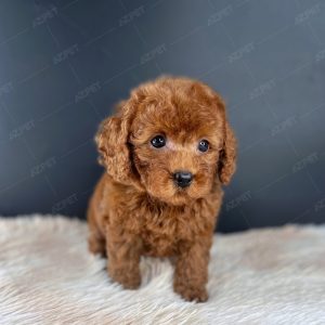 Poodle Toy Nâu Đỏ