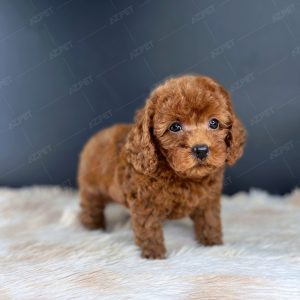 Poodle Toy Nâu Đỏ