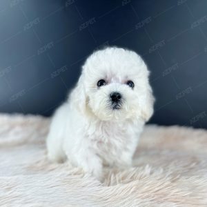 Poodle Toy Trắng