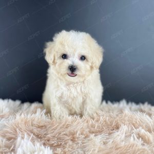 Poodle Toy Kem