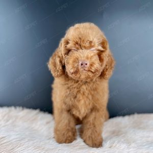Poodle Toy Nâu Đỏ
