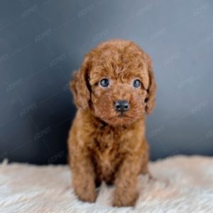Poodle Toy Nâu Đỏ