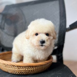 Poodle Toy Kem