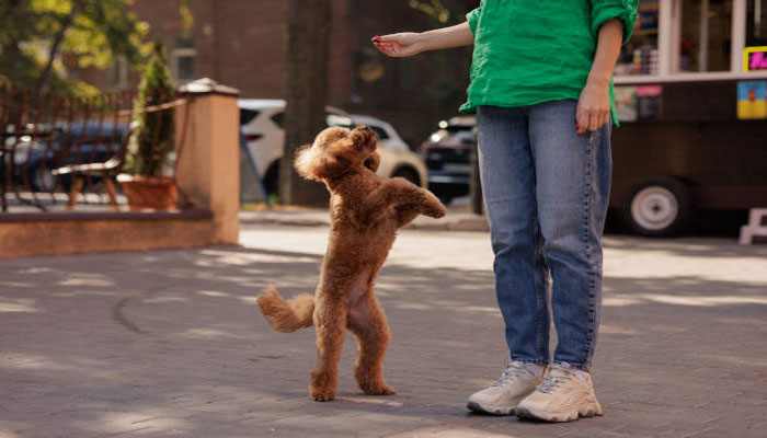 cham soc poodle cam nang a z cho sen moi 3