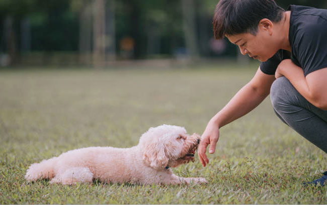 day poodle cac lenh co ban ngay tai nha ngoi nam bat tay 2