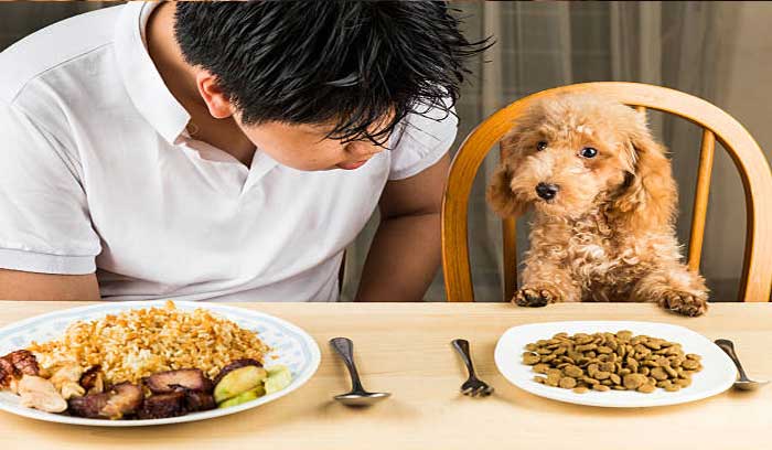 huan luyen poodle tai nha de nhu an keo voi nhung meo sau 1