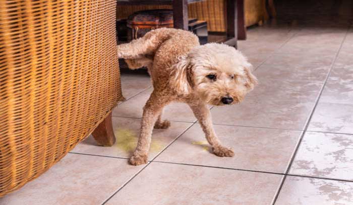 huan luyen poodle tai nha de nhu an keo voi nhung meo sau