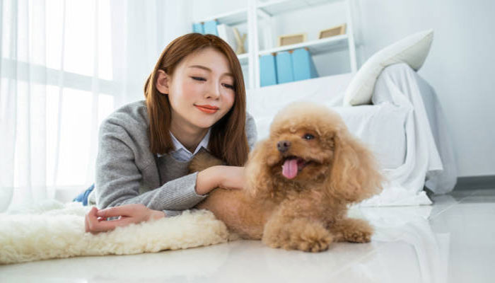 poodle giong cho thong minh lanh loi de huan luyen lua chon hoan hao tai azpet 3