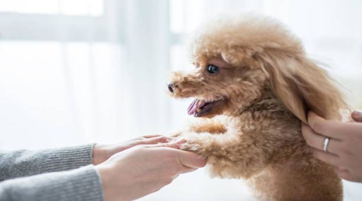 poodle thuan chung 10 dac diem nhin la biet ngay 2