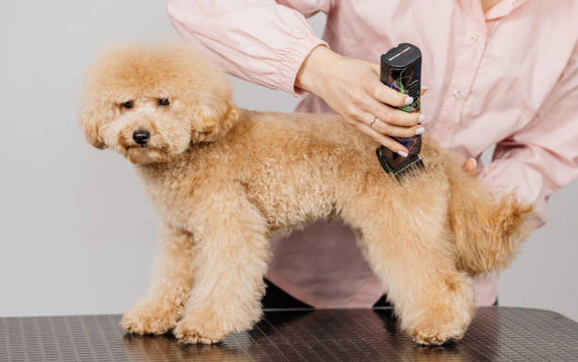 ruoc poodle ve nha nhung dieu can biet de tranh tien mat tat mang 1