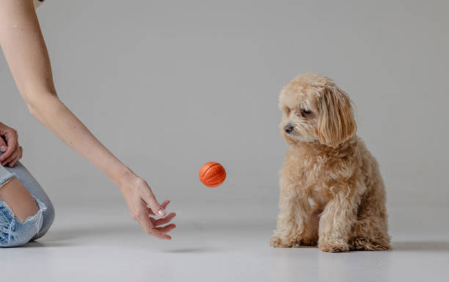 ruoc poodle ve nha nhung dieu can biet de tranh tien mat tat mang 2