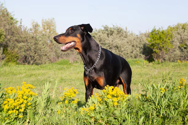 Doberman