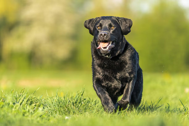 Labrador