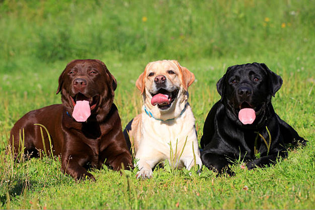 bien hoa labrador thanh cuc bong ngoan ngoan chi voi 5 buoc don gian