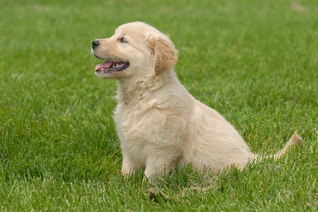 cac benh di truyen thuong gap o golden retriever ung thu di tat khop 1