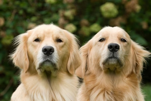 cac benh di truyen thuong gap o golden retriever ung thu di tat khop 4