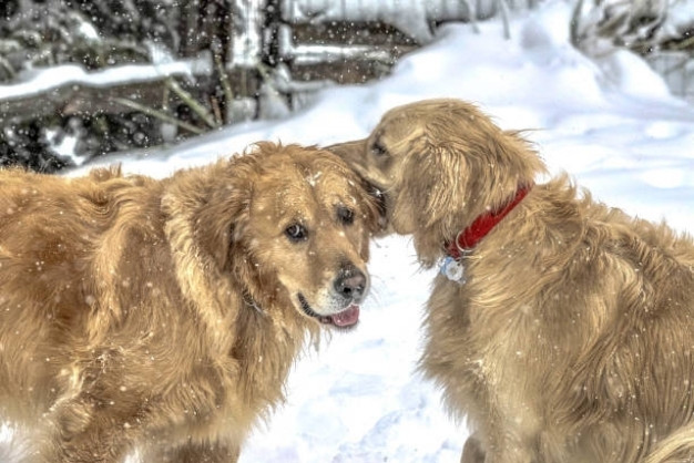 cac benh di truyen thuong gap o golden retriever ung thu di tat khop