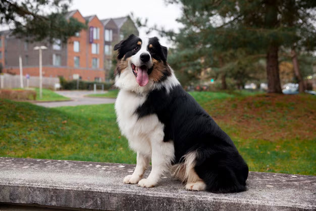 cac ky thuat huan luyen cho border collie dua tren tri thong minh vuot troi 1