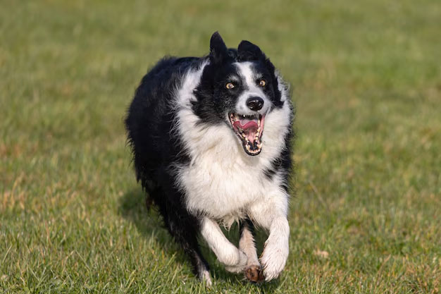 cac ky thuat huan luyen cho border collie dua tren tri thong minh vuot troi