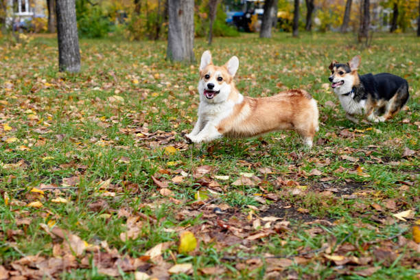 cac yeu to anh huong den gia cho corgi mau sac nguon goc do thuan chung 4