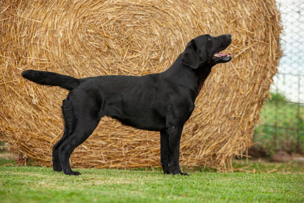 chon labrador chuan khong can chinh bi kip cho nguoi moi bat dau 1