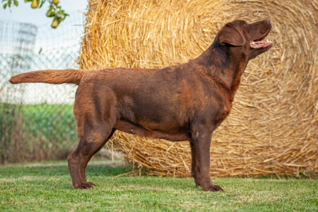 chon labrador chuan khong can chinh bi kip cho nguoi moi bat dau