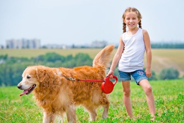 golden retriever cam nang cham soc chi tiet cho nguoi moi lam chu 1