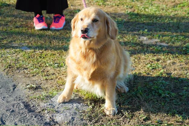 golden retriever cam nang cham soc chi tiet cho nguoi moi lam chu 2